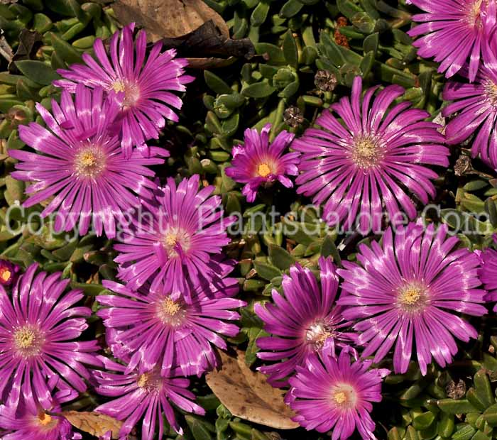 PGC-P-Delosperma-lavisiae-04-2012-1