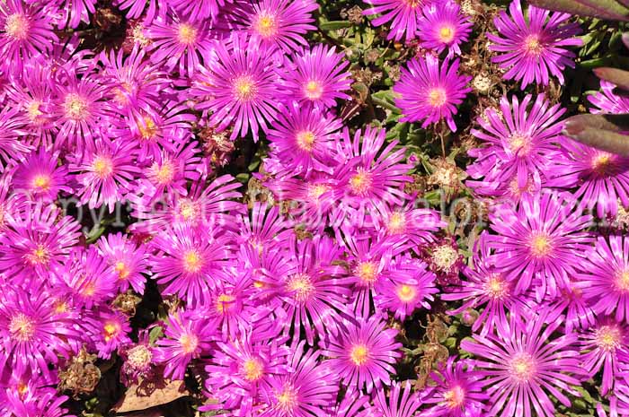 PGC-P-Delosperma-lavisiae-0513-1