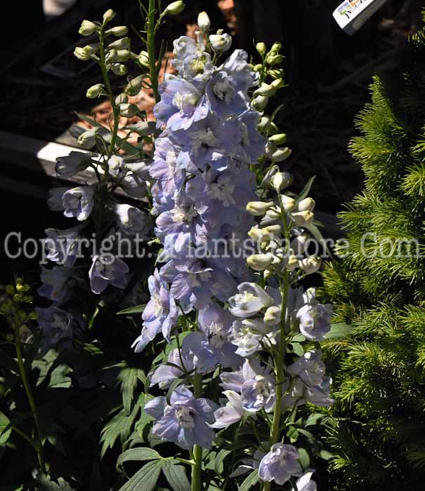 PGC-P-Delphinium-elatum-Guardian-Lavender-2010-05