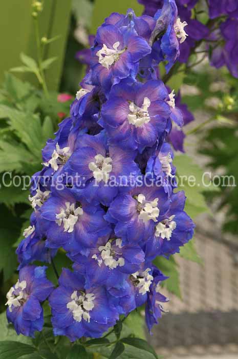 PGC-P-Delphinium-elatum-Magic-Fountains-2010-01