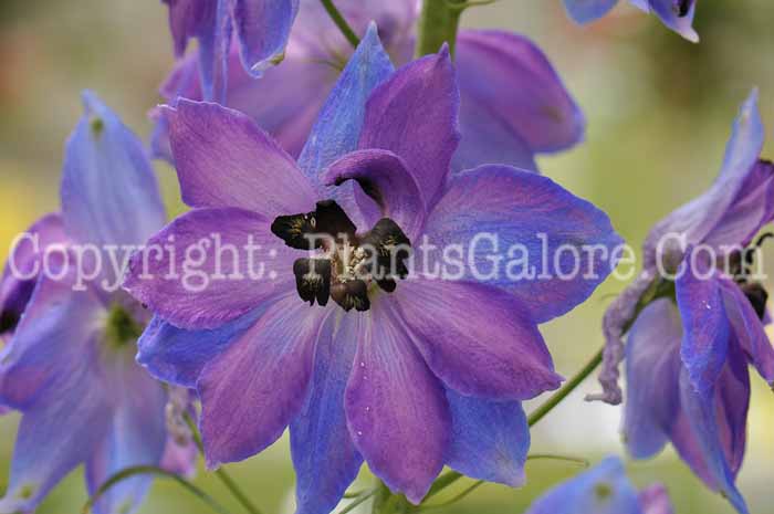 PGC-P-Delphinium-elatum-Magic-Fountains-2010-04