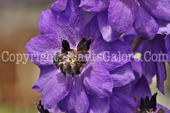 PGC-P-Delphinium-elatum-Magic-Fountains-2010-05