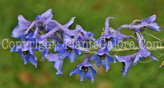 PGC-P-Delphinium-speciosum-aka-Candle-Larkspur (2 of 3)