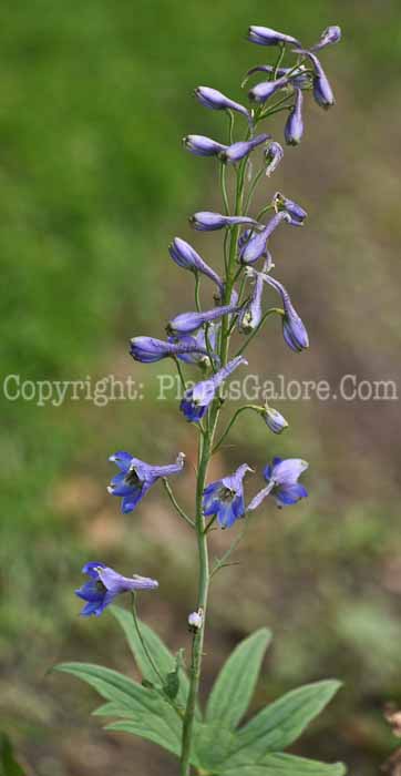 PGC-P-Delphinium-speciosum-aka-Candle-Larkspur-912 (1 of 2)