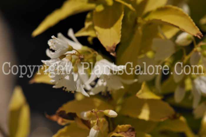 PGC-S-Deutzia-Chardonnay-Pearls-01