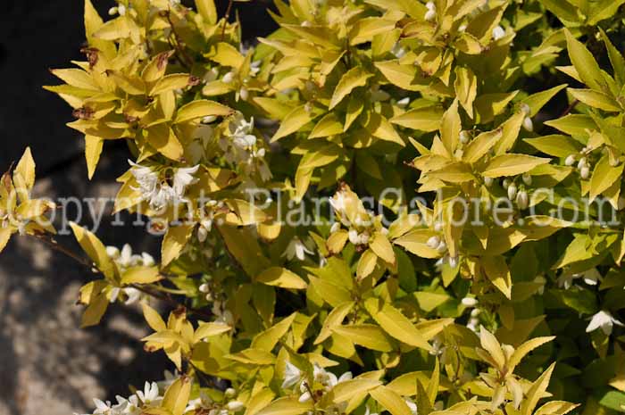 PGC-S-Deutzia-Chardonnay-Pearls-02