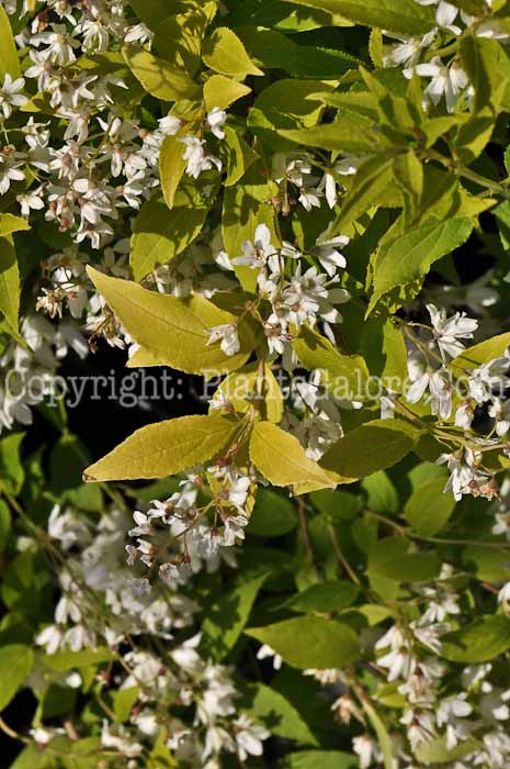 PGC-S-Deutzia-Chardonnay-Pearls-05-2012-01