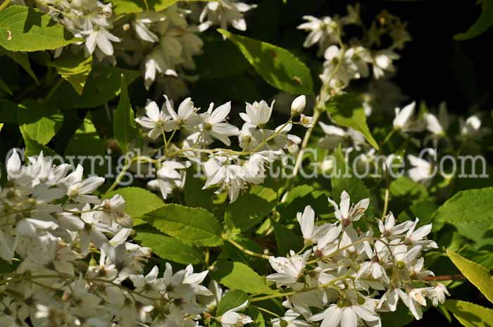 PGC-S-Deutzia-Chardonnay-Pearls-05-2012-03
