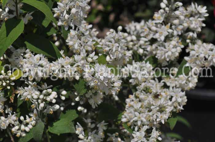 PGC-S-Deutzia-Spring-Sensation-2011-002