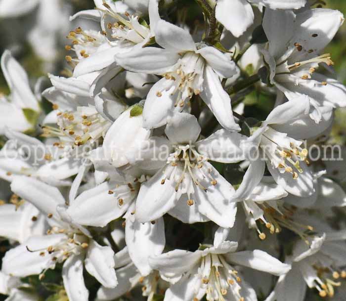 PGC-S-Deutzia-Spring-Sensation-2011-003