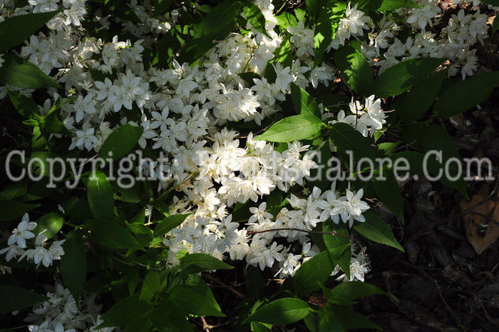 PGC-S-Deutzia-gracilis-0513-1