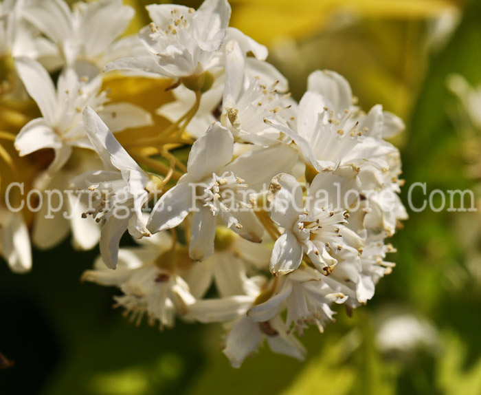 PGC-S-Deutzia-gracilis-Duncan-02