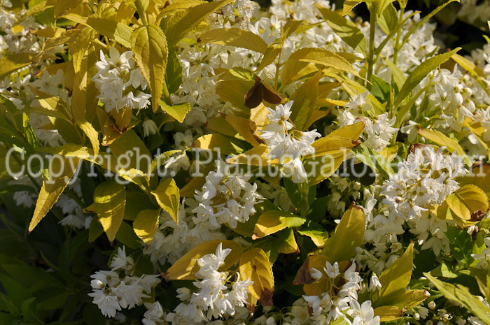 PGC-S-Deutzia-gracilis-Duncan-03