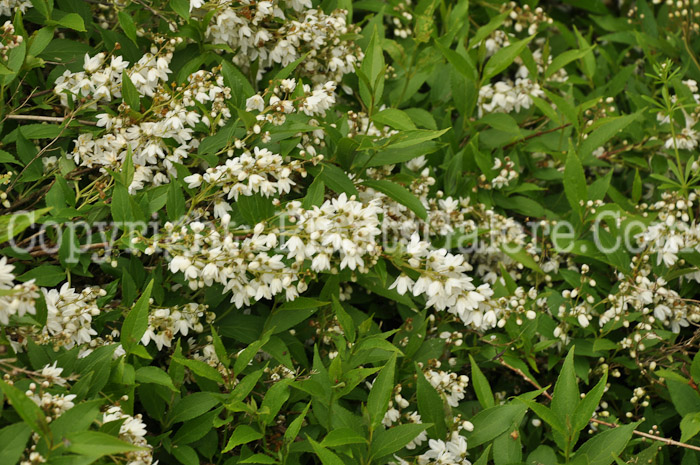 PGC-S-Deutzia-gracilis-Nikko-01