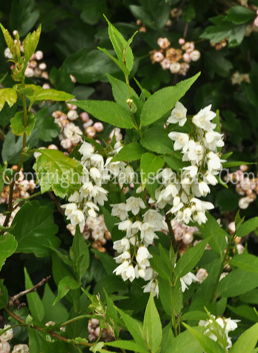 PGC-S-Deutzia-gracilis-Nikko-05