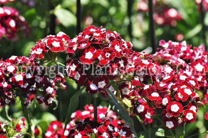 PGC-P-Dianthus-barbatus-2011-002