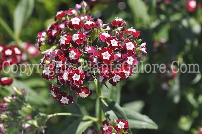 PGC-P-Dianthus-barbatus-2011-003