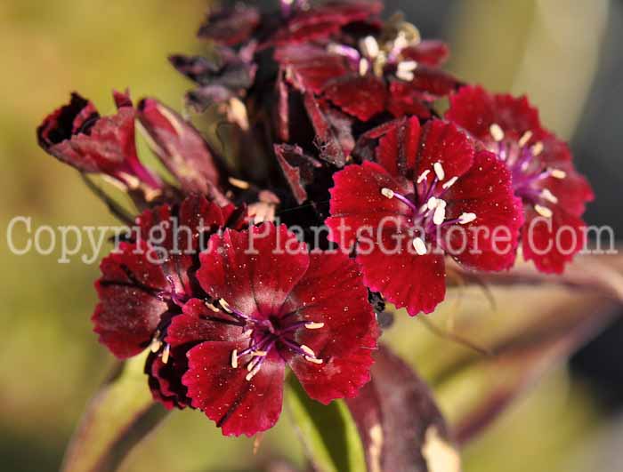 PGC-P-Dianthus-barbatus-Sooty-2010-03