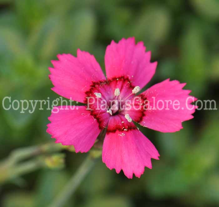 PGC-P-Dianthus-deltoides-Brilliant-2010-01