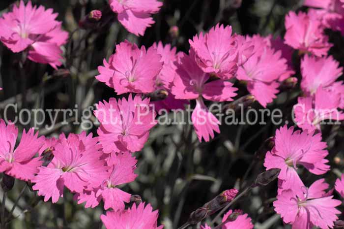 PGC-P-Dianthus-gratianopolitanus-Firewitch-1-0002