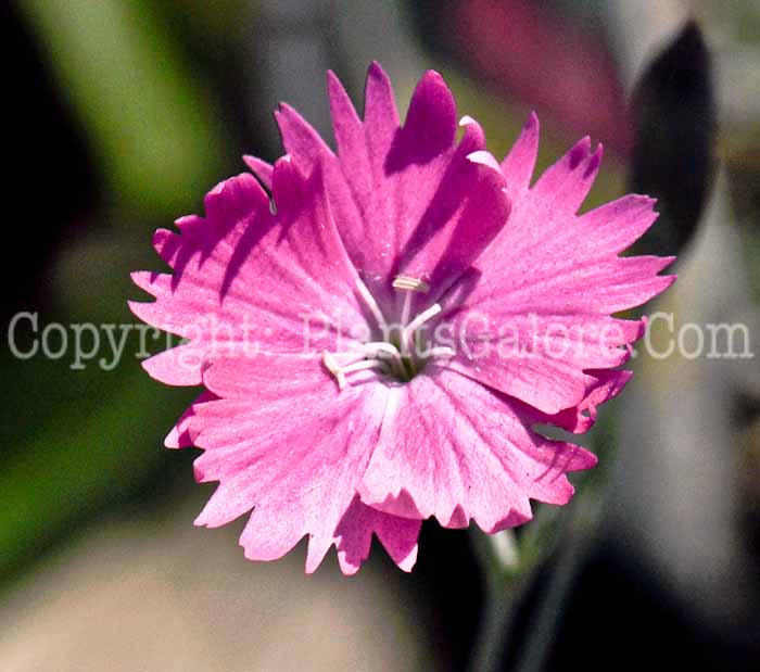 PGC-P-Dianthus-gratianopolitanus-Firewitch-2011-01