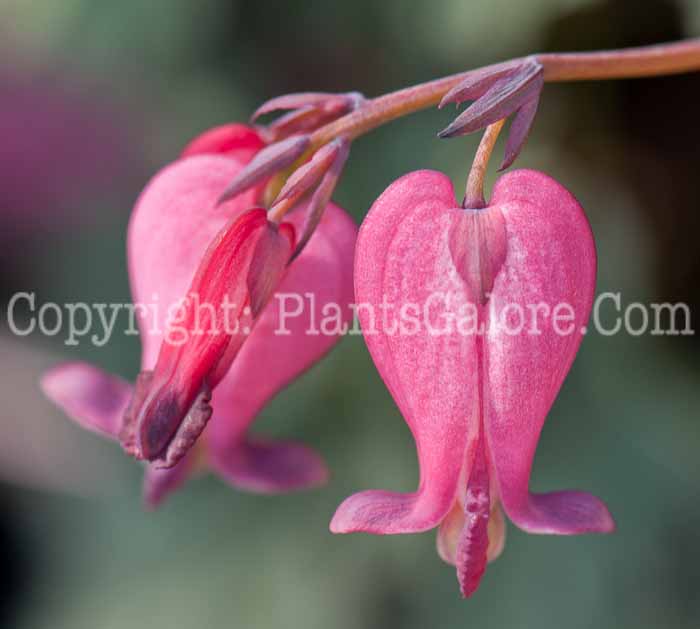 PGC-P-Dicentra-Amore-Rose-0514-1