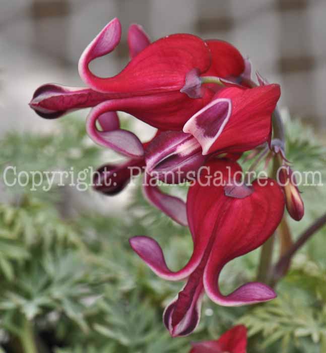 PGC-P-Dicentra-Burning-Hearts-04-2012-1