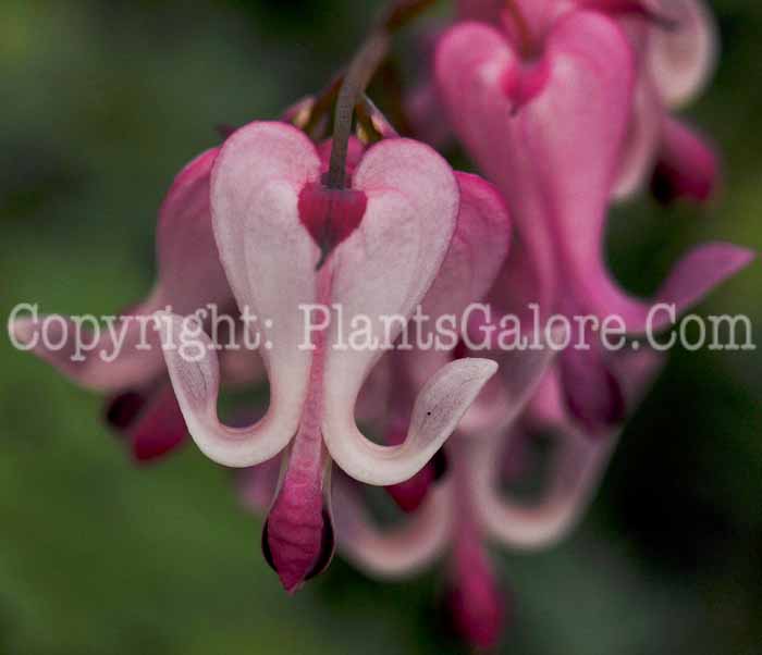 PGC-P-Dicentra-Candy-Hearts-2010-02