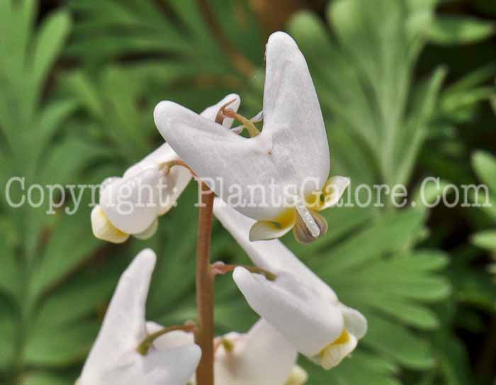 PGC-P-Dicentra-Luxuriant-2010-05