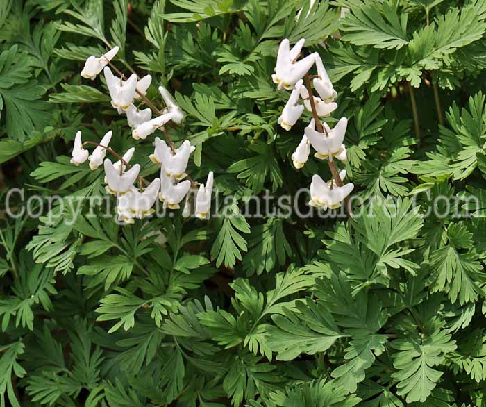 PGC-P-Dicentra-Luxuriant-2010-08