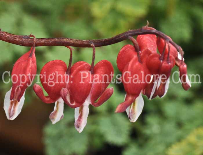 PGC-P-Dicentra-Valentine-04-2012-2