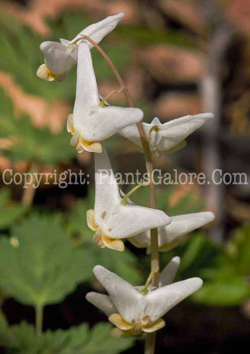 PGC-P-Dicentra-cucullaria-2011-05-05-001