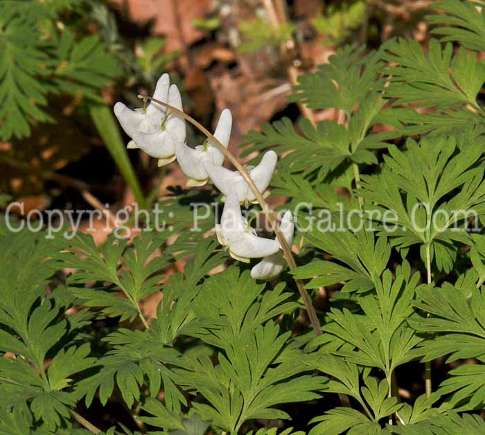 PGC-P-Dicentra-cucullaria-2011-05-05-004