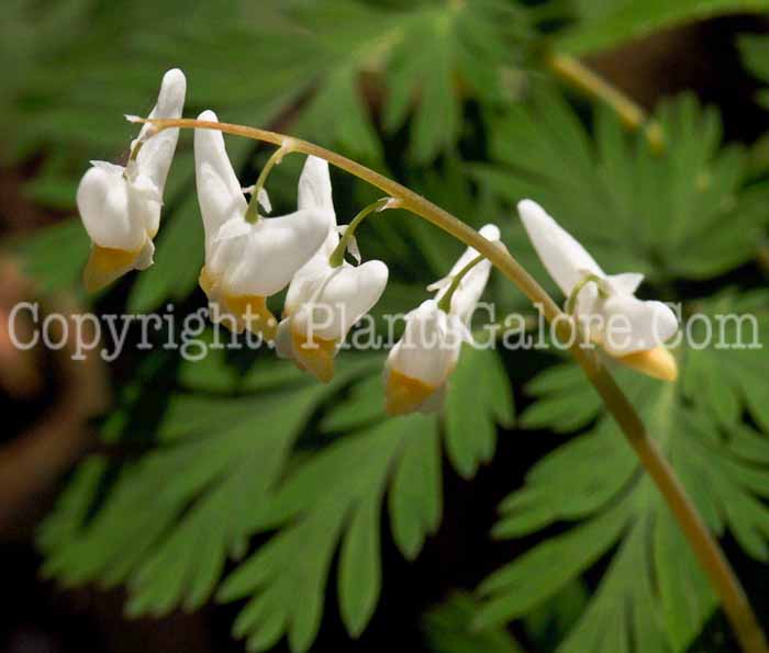 PGC-P-Dicentra-cucullaria-2011-05-05-012