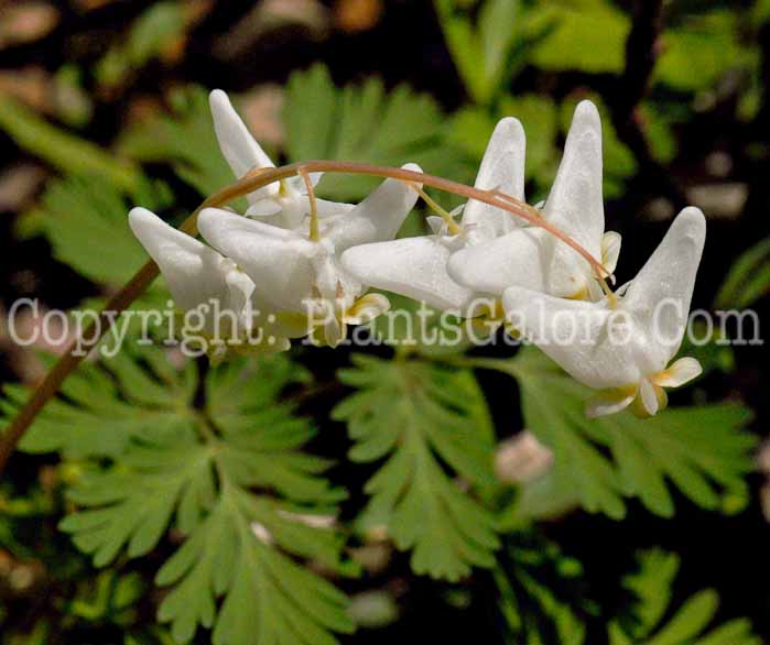 PGC-P-Dicentra-cucullaria-2011-05-05-014