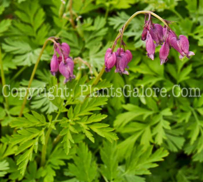 PGC-P-Dicentra-eximia-2010-03