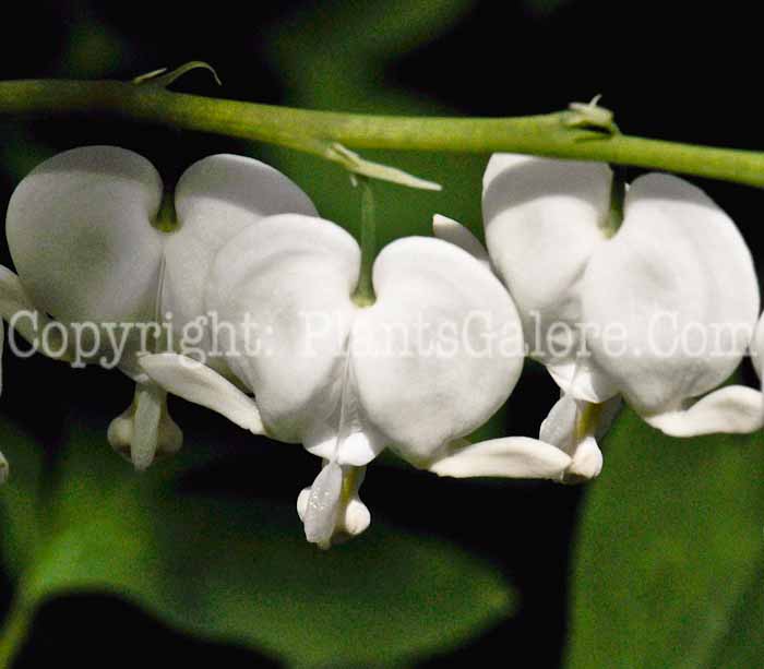 PGC-P-Dicentra-spectabalis-Alba-2011-06