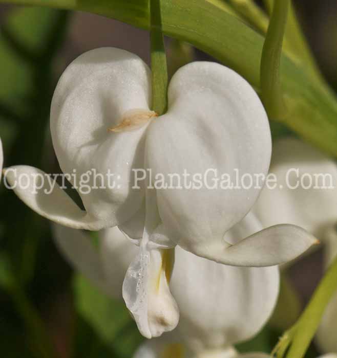 PGC-P-Dicentra-spectabalis-Alba-2011-12