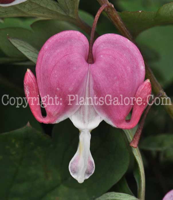 PGC-P-Dicentra-spectabilis-04-2012-2