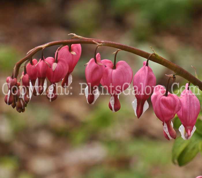 PGC-P-Dicentra-spectabilis-2010-13