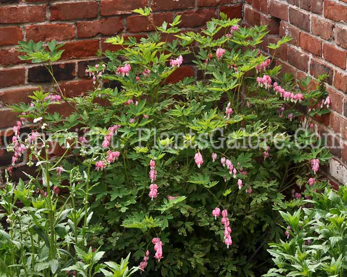 PGC-P-Dicentra-spectabilis-2010-37