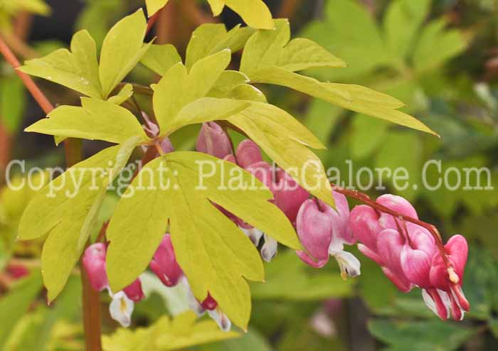 PGC-P-Dicentra-spectabilis-Gold-Heart-2