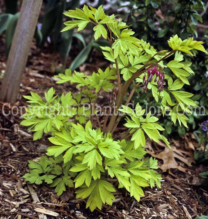 PGC-P-Dicentra-spectabilis-Gold-Heart-3