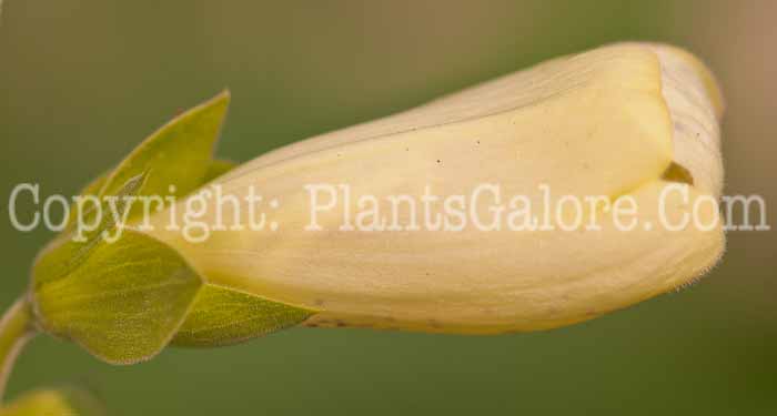 PGC-P-Digitalis-Camelot-Cream-0514b-1