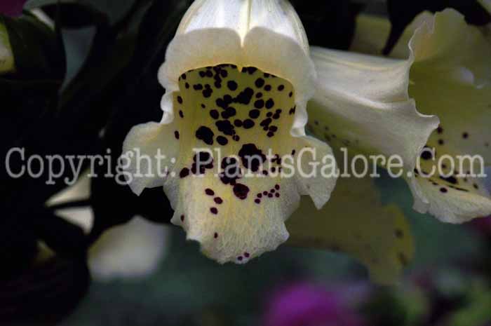 PGC-P-Digitalis-Camelot-Cream-2011-02