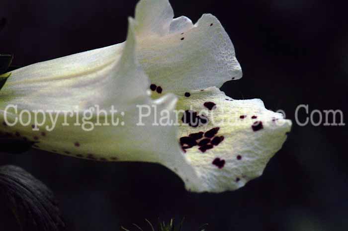 PGC-P-Digitalis-Camelot-Cream-2011-03