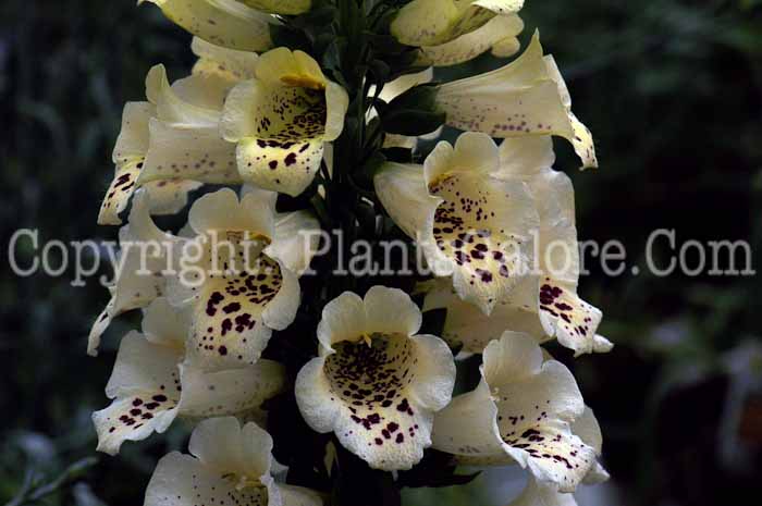 PGC-P-Digitalis-Camelot-Cream-2011-05