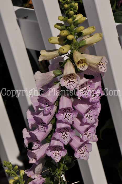 PGC-P-Digitalis-Camelot-Lavender-01_1