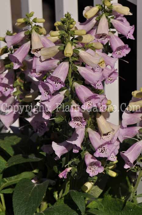 PGC-P-Digitalis-Camelot-Lavender-02_1