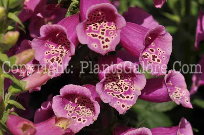 PGC-P-Digitalis-Camelot-Rose-02